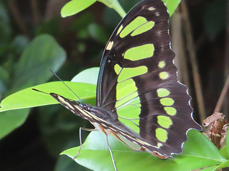 Schmetterling